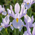 Iris 'King Mauve Hollandica' - 50 Stück