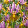Iris 'Lion King Hollandica' - 15 Stück