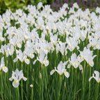 Schwertlilie 'White Hollandica' - 30 Stück