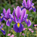 Iris 'Hong Kong Hollandica' - Schwertlilie
