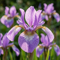 Schwertlilie 'Illini Charm Sibirica' - 10 Stück - LumiBlumi