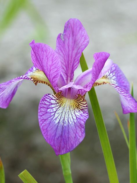 Iris Iris illini charm sibirica
