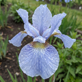Iris 'Imperial Velvet Sibirica' - 25 Stück - LumiBlumi