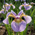 Schwertlilie 'Memphis Memory Sibirica' - 10 Stück - LumiBlumi