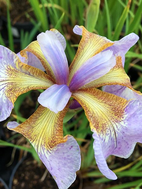 Iris 'Memphis Memory Sibirica' - Schwertlilie