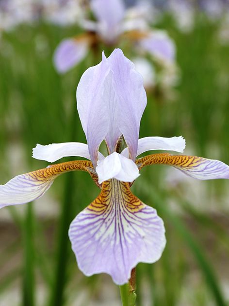 Iris Iris mrs. rowe sibirica