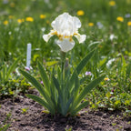 Iris 'Nylon Ruffles Pumila' - Schwertlilie - LumiBlumi