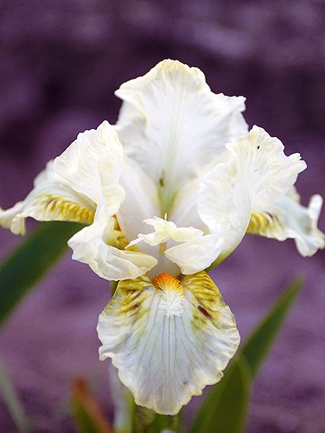 Iris Iris nylon ruffles pumila