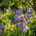 Iris 'Peacock Butterfly Banisch Misfortune Sib.' - 25 Stück - LumiBlumi