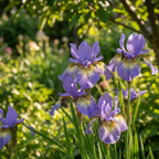Iris 'Peacock Butterfly Banisch Misfortune Sib.' - 25 Stück - LumiBlumi