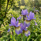 Iris 'Peacock Butterfly Banisch Misfortune Sib.' - 25 Stück - LumiBlumi