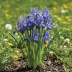 Schwertlilie 'Clairette Reticulata' - 100 Stück - LumiBlumi