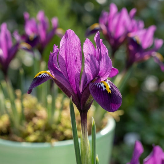 Schwertlilie 'J.S. Dijt Reticulata' - 100 Stück