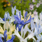 Schwertlilie 'Reticulata Mischung' - 100 Stück - LumiBlumi