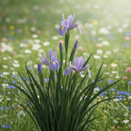 Iris 'Shanghai hollandica' - Schwertlilie