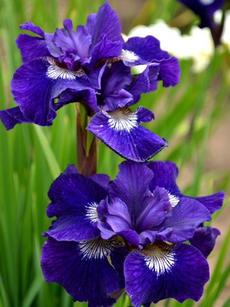 Iris Iris shirley pope sibirica