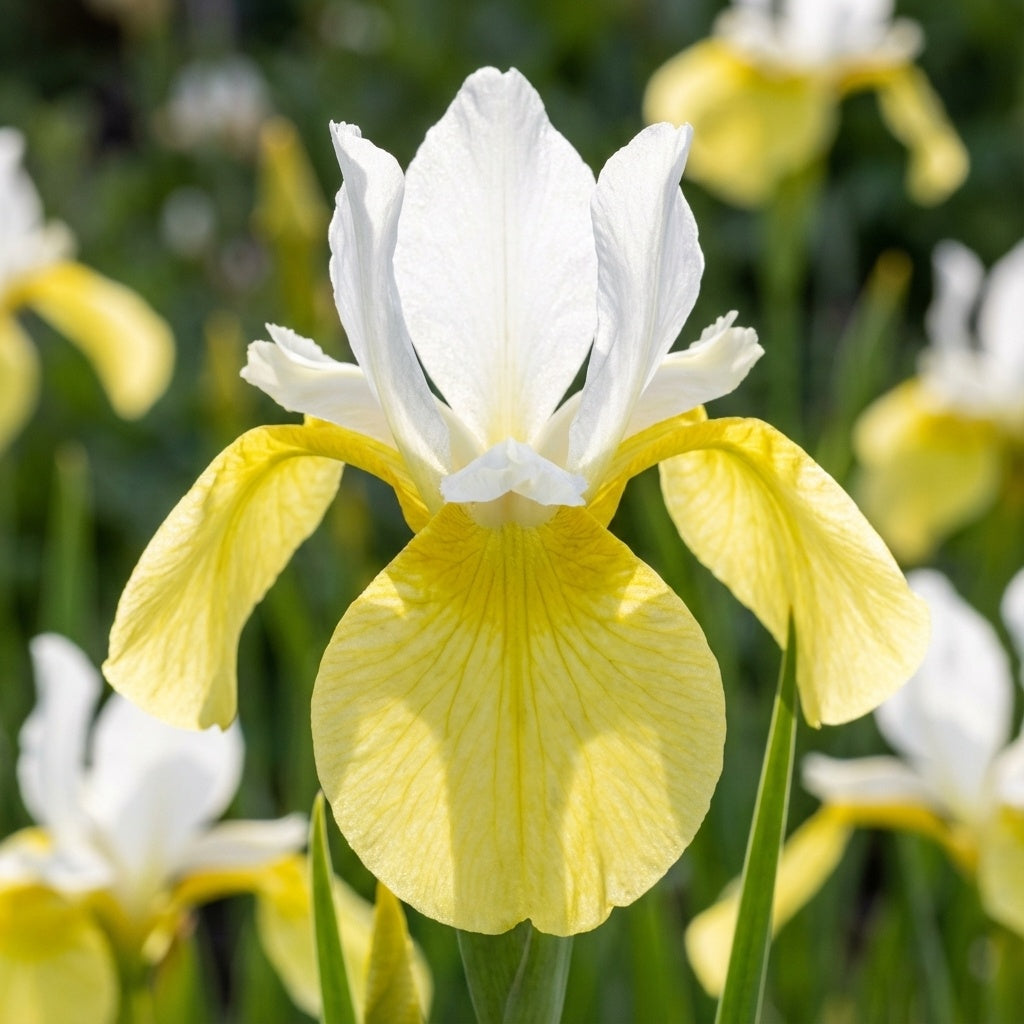 Iris 'Butter & Sugar Sibirica' - 4 Stück - LumiBlumi