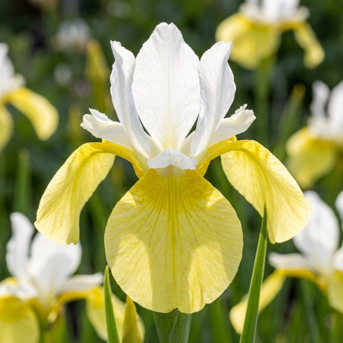 Iris 'Butter & Sugar Sibirica' - 4 Stück - LumiBlumi