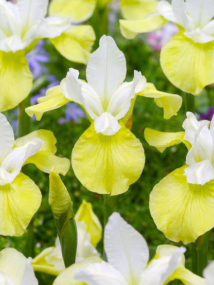 Iris Iris butter & sugar sibirica
