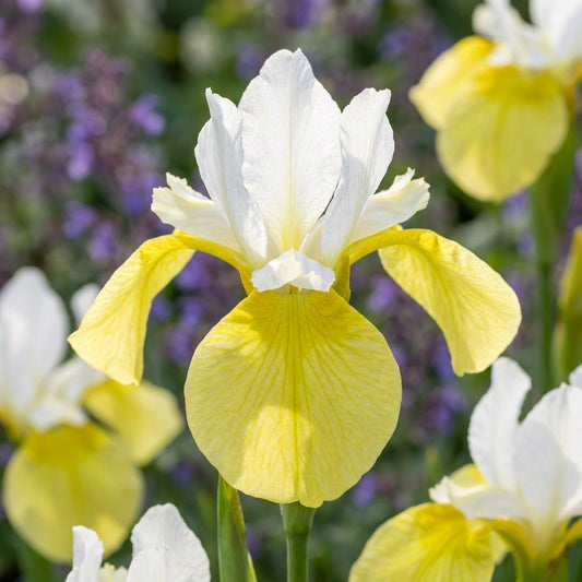 Iris 'Butter & Sugar Sibirica' - 4 Stück