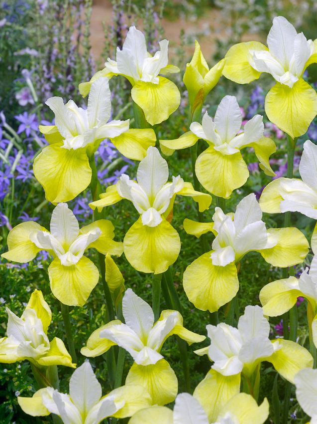 Iris 'Butter & Sugar Sibirica' - Schwertlilie