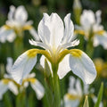 Iris 'Gelber Mantel Sibirica' - 25 Stück - LumiBlumi