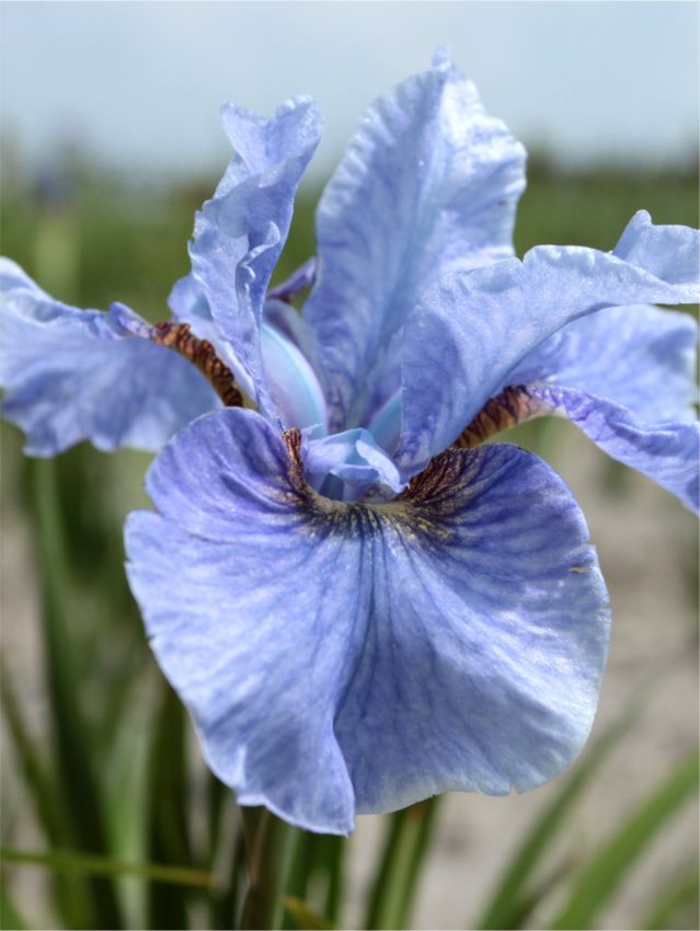 Iris Iris imperial velvet sibirica