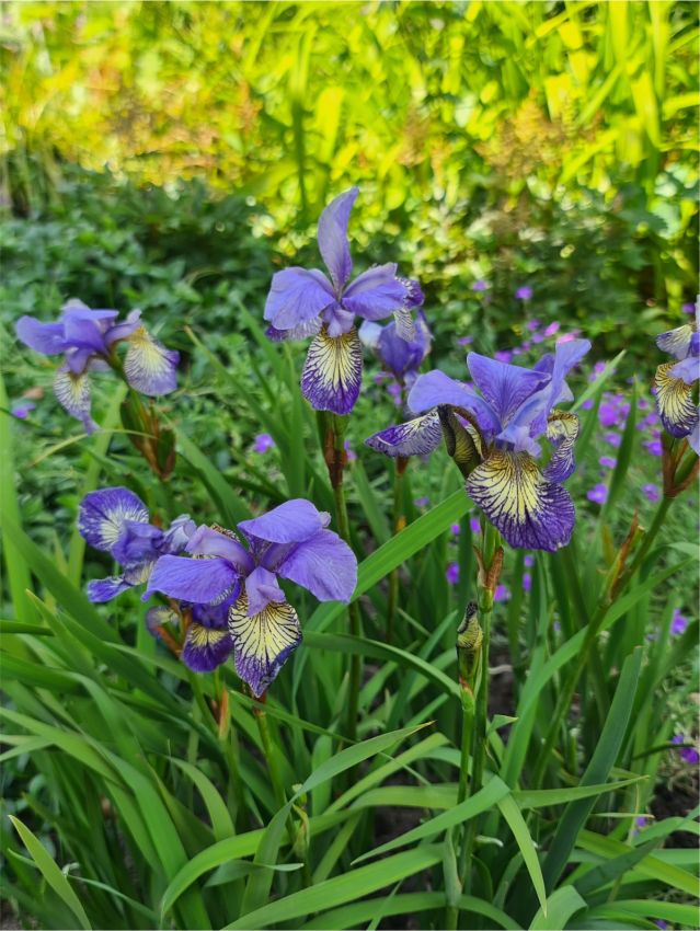 Iris Iris peacock butterfly banisch misfortune sib.