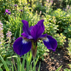 Schwertlilie 'Shirley Pope Sibirica' - 10 Stück - LumiBlumi