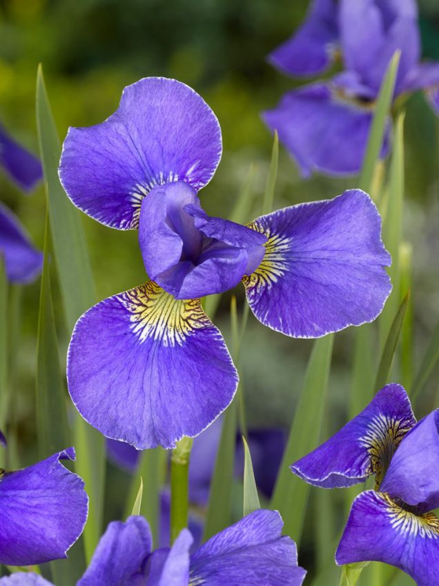 Iris Iris silver edge sibirica