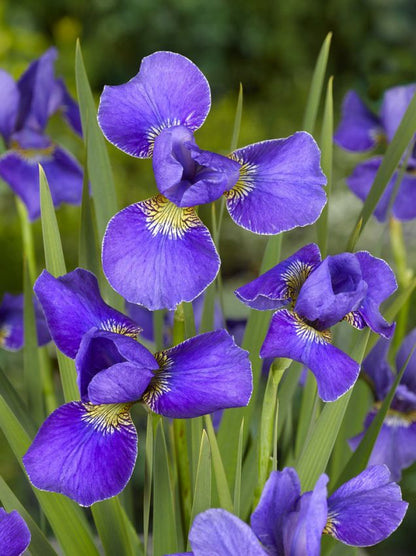 Iris 'Silver Edge Sibirica' - Schwertlilie