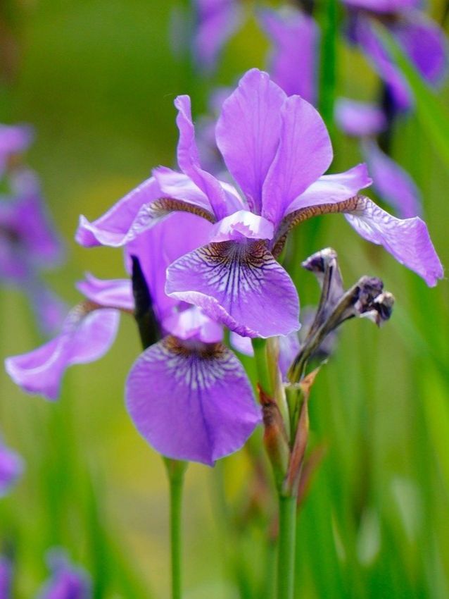 Iris Iris sparkling rose sibirica