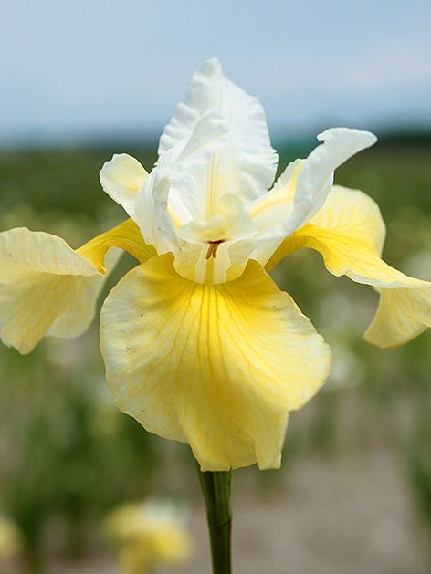 Iris Iris summer revels sibirica