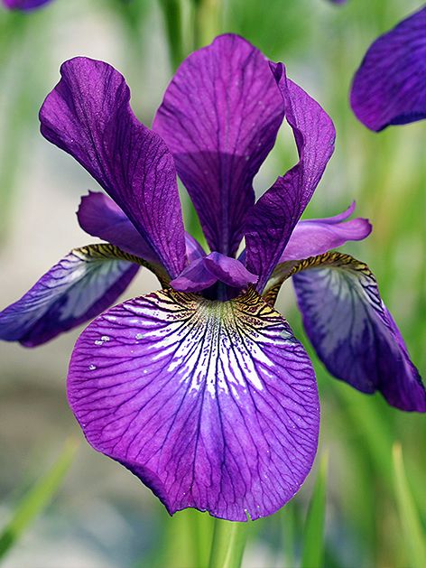Iris Iris wine wings sibirica