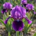 Iris 'Yo-Yo Pumila' - Schwertlilie - LumiBlumi