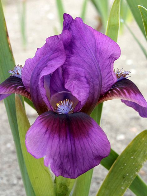 Iris Iris yo-yo pumila