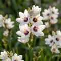 Ixia 'Hogarth' - Klebschwertel