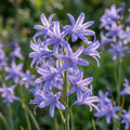 Ixiolirion tataricum pallasii - 100 Stück - LumiBlumi