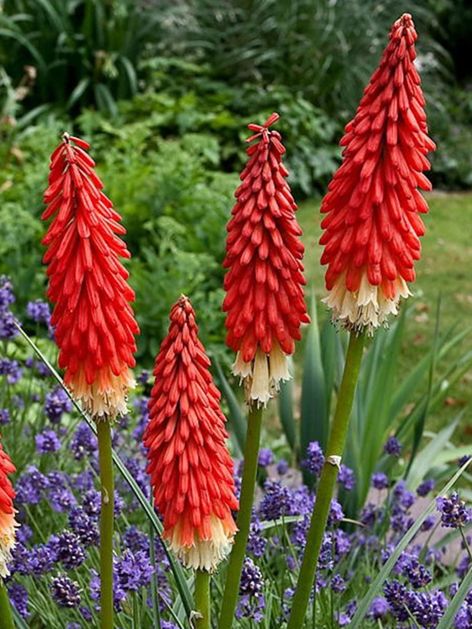 Fackellilie Kniphofia amazing fun