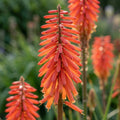 Fackellilie 'Red Rocket' - 5 Stück - LumiBlumi