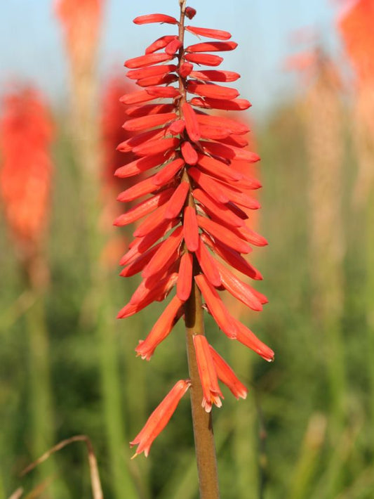 Fackellilie Kniphofia red rocket