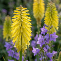 Fackellilie 'Sunningdale Yellow' - 5 Stück - LumiBlumi