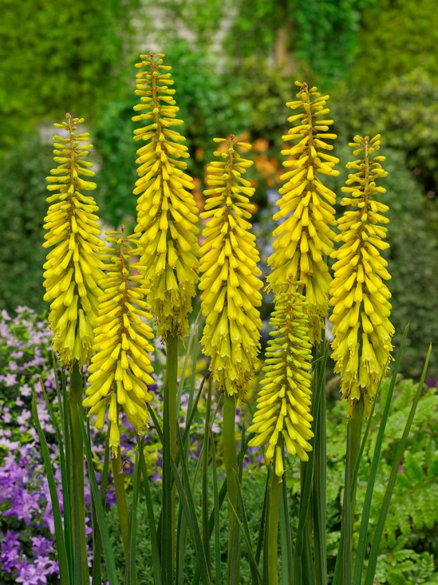 Fackellilie Kniphofia sunningdale yellow