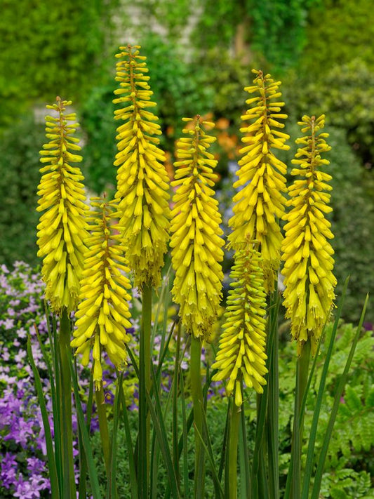 Fackellilie Kniphofia sunningdale yellow