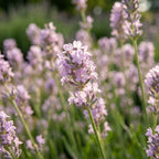 Lavandula angustifolia 'Rosea' - Lavendel