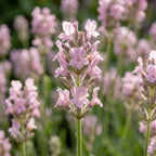 Lavandula angustifolia 'Rosea' - Lavendel