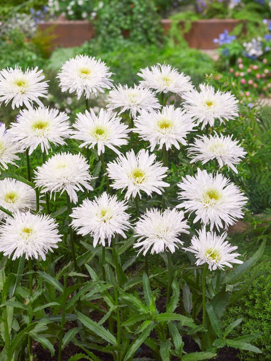 Stauden Leucanthemum sante superbum