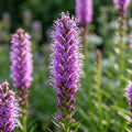 Liatris spicata - 25 Stück