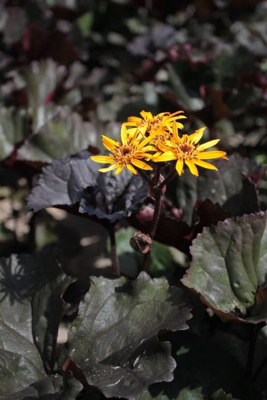 Goldkolben Ligularia britt-marie crawford