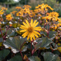 Goldkolben 'Desdemona Dentata' - 5 Stück - LumiBlumi